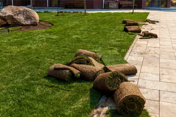 How Long After Installing Sod Can You Walk On It in Westminster, CO