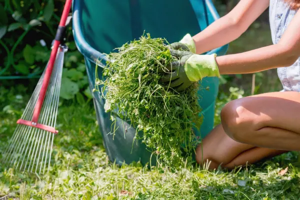 How to Clear a Yard Full of Weeds in Westminster, CO