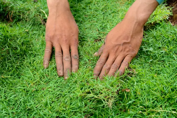 How to Lay Sod Over Existing Lawn in Westminster, CO