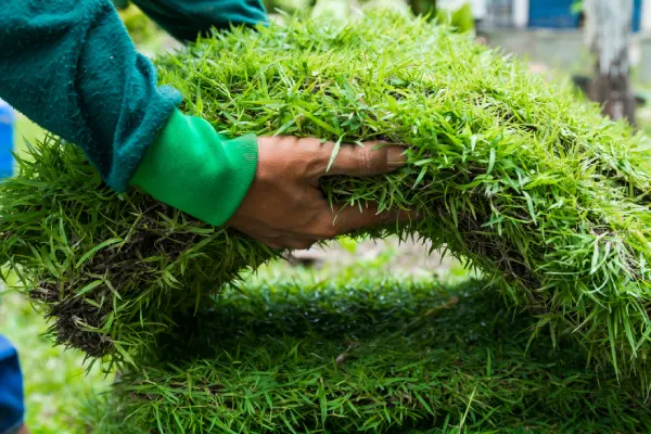 How to Lay Sod Over Existing Lawn in Westminster, CO