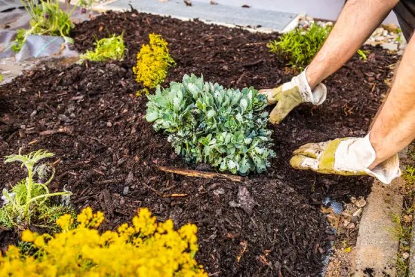 Quality Mulching in Westminster, CO