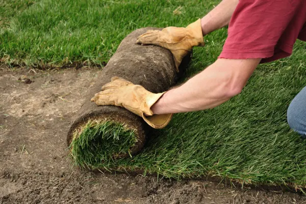 Sod Installation in Westminster, CO