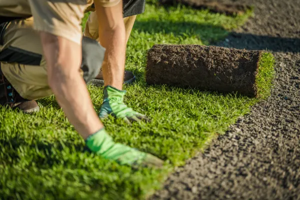 Sod Installation in Westminster, CO