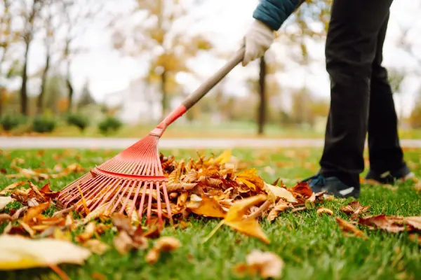 Yard Cleanup in Westminster, CO